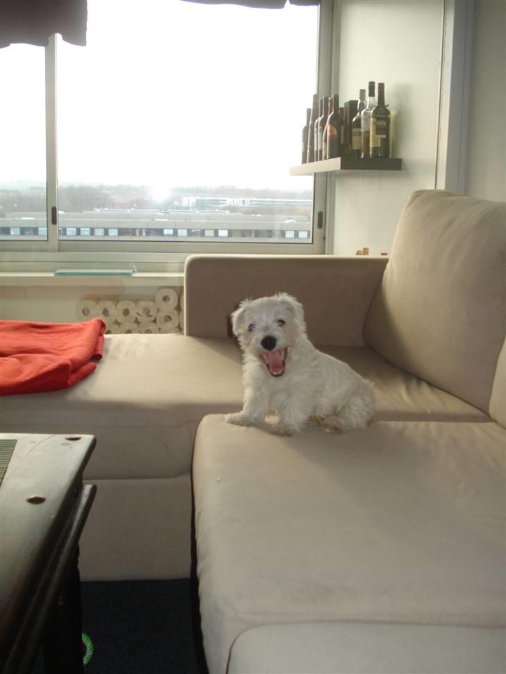 West highland white terrier max - jaa se jeg sidde oppe på sofaen og holder øje billede 9