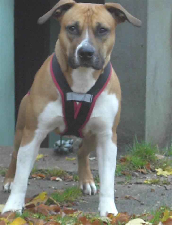 Amerikansk staffordshire terrier ~*~*~*~ Angie ~*~*~*~ - Angie ligge og slapper af i solen :) billede 14