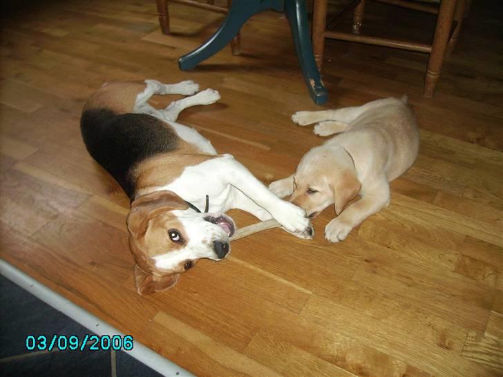 Labrador retriever Tjalfe billede 19