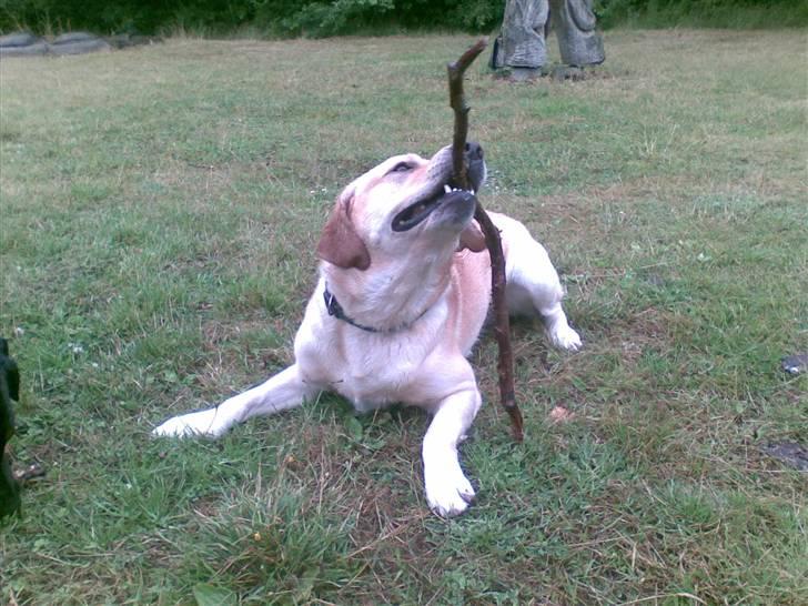 Labrador retriever Tjalfe billede 20