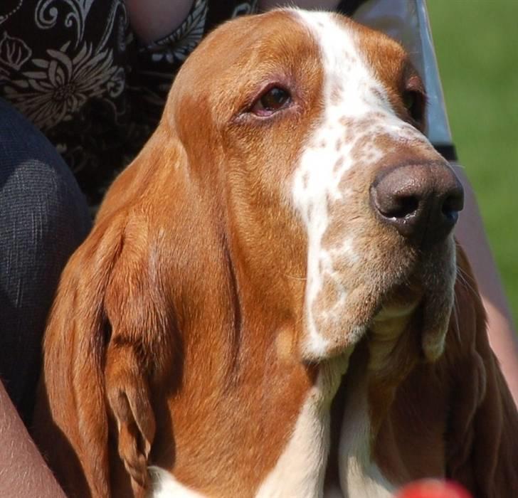 Basset hound Cocio billede 1