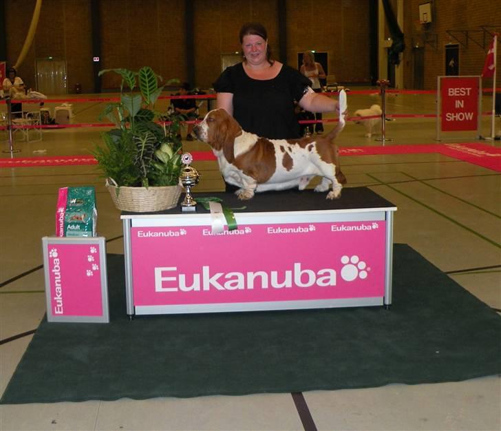 Basset hound Cocio billede 2