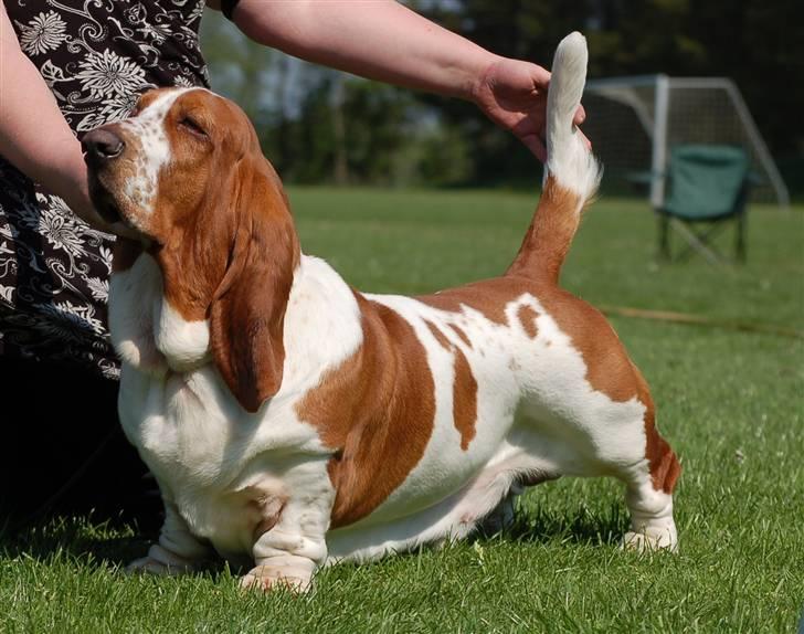 Basset hound Cocio billede 3