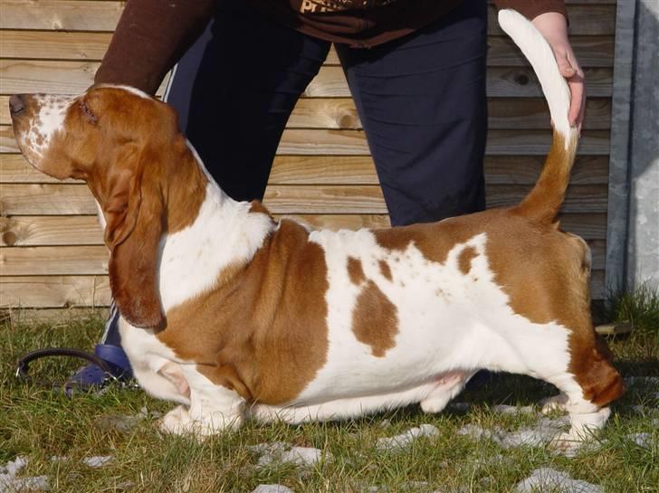 Basset hound Cocio billede 4