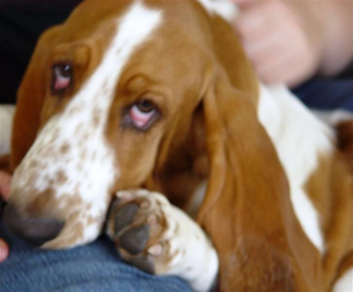Basset hound Cocio billede 5