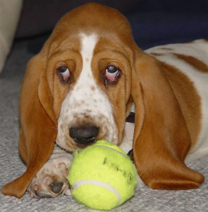 Basset hound Cocio billede 6