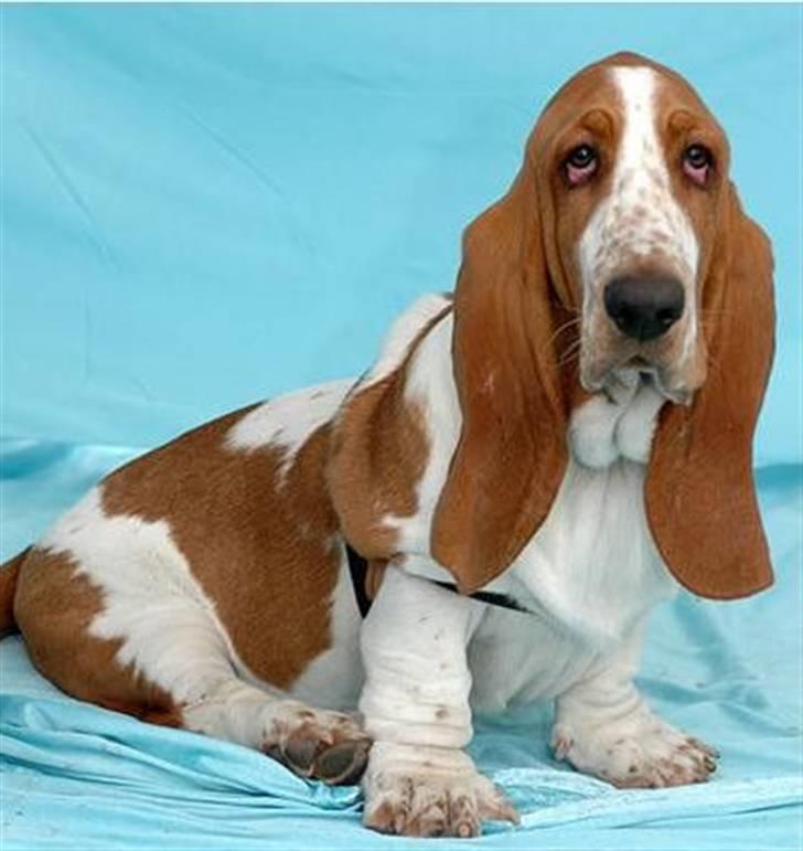 Basset hound Cocio billede 7