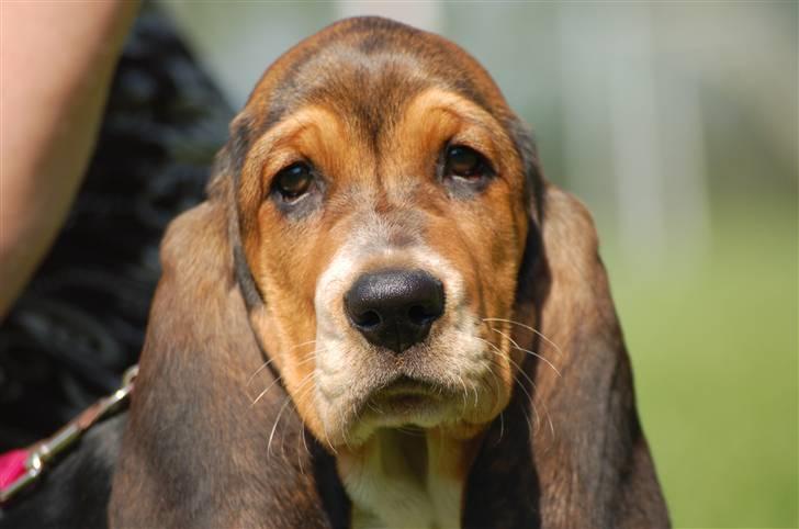 Basset hound Frieda billede 1