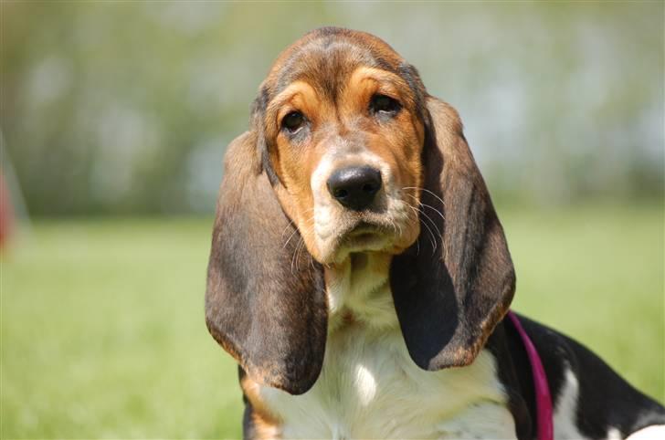 Basset hound Frieda billede 2
