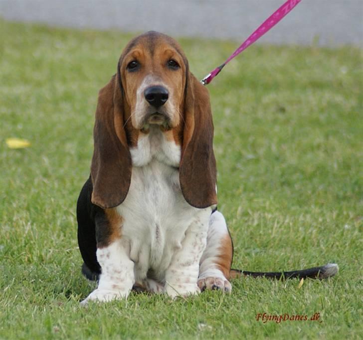 Basset hound Frieda billede 4