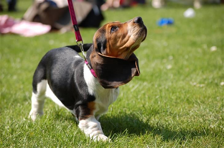 Basset hound Frieda billede 5