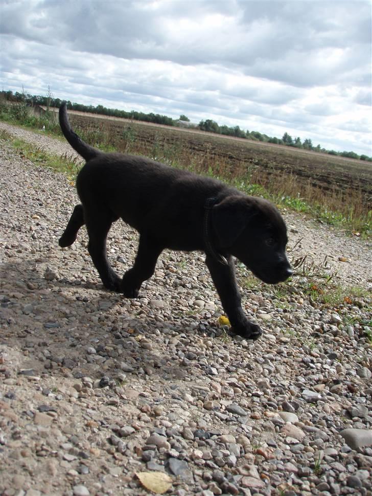 Labrador retriever bastian - fars lab billede 2