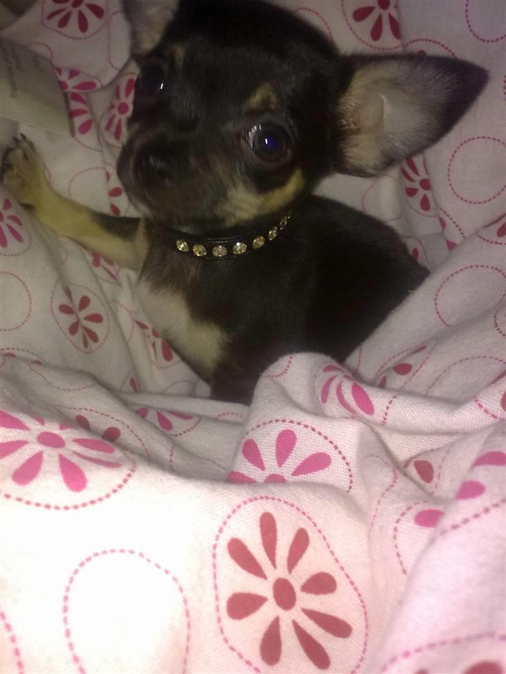 Chihuahua Rex billede 20