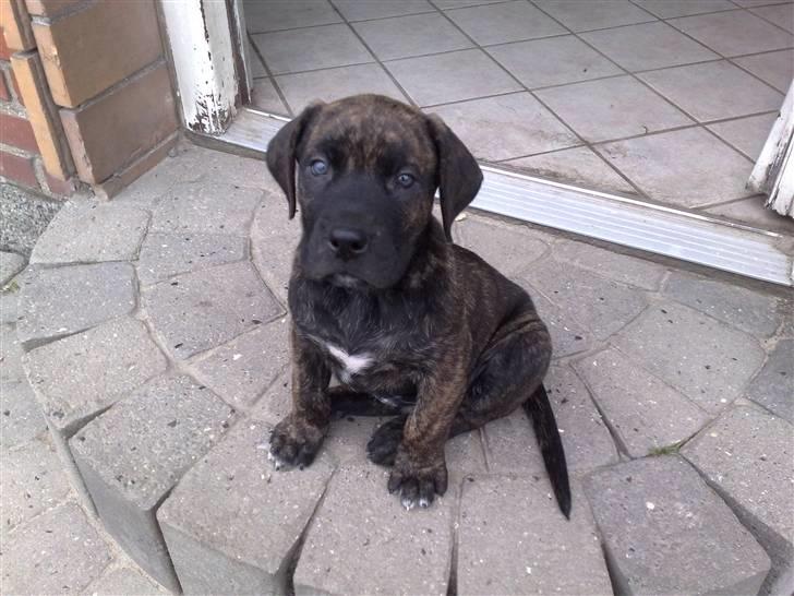 Dogo canario Qato - Jeg KAN altså ikke se mere sød ud billede 1