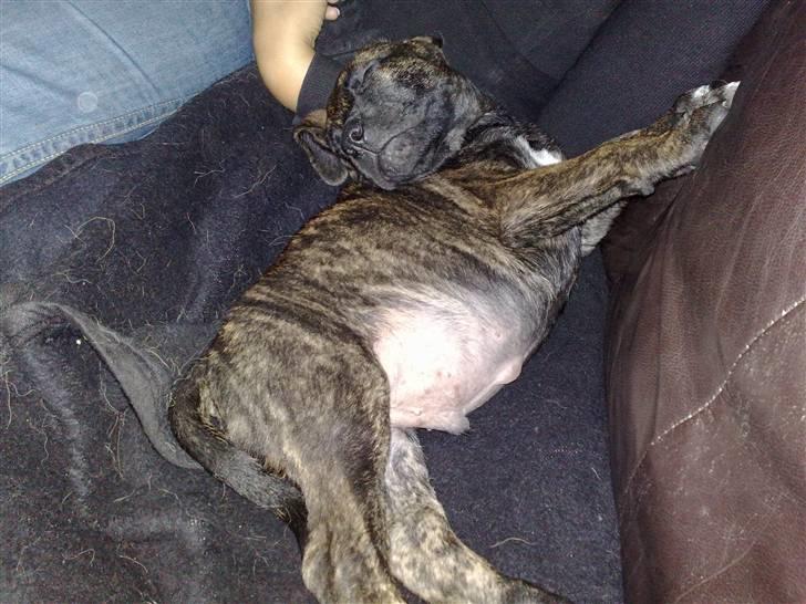 Dogo canario Qato - Tyk og mæt billede 2