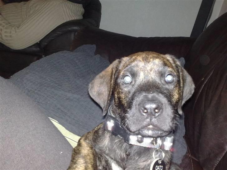 Dogo canario Qato - Myz miig billede 3