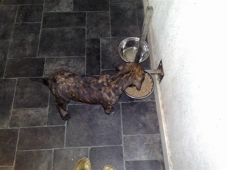 Dogo canario Qato - Mmmums .. mam mam mam billede 4