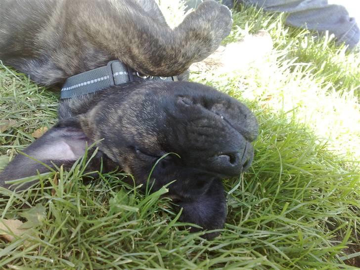 Dogo canario Qato - Duften af græs :o) billede 5