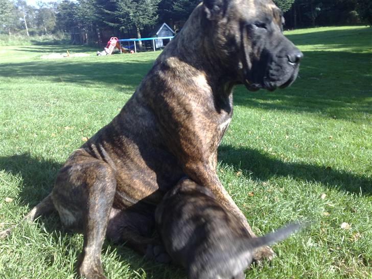 Dogo canario Qato - Min mor og mig  billede 6