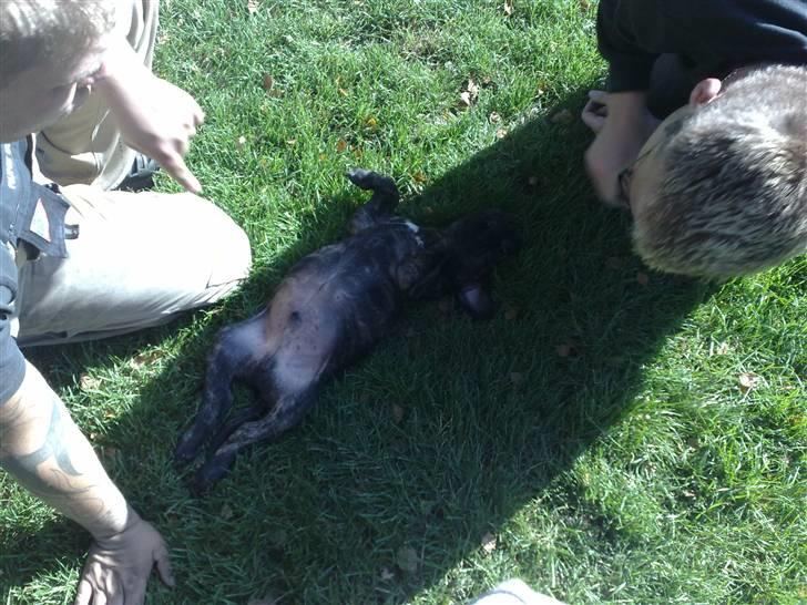 Dogo canario Qato - Klø mig dog på maven, istedet for bare at kigge på mig :op billede 7