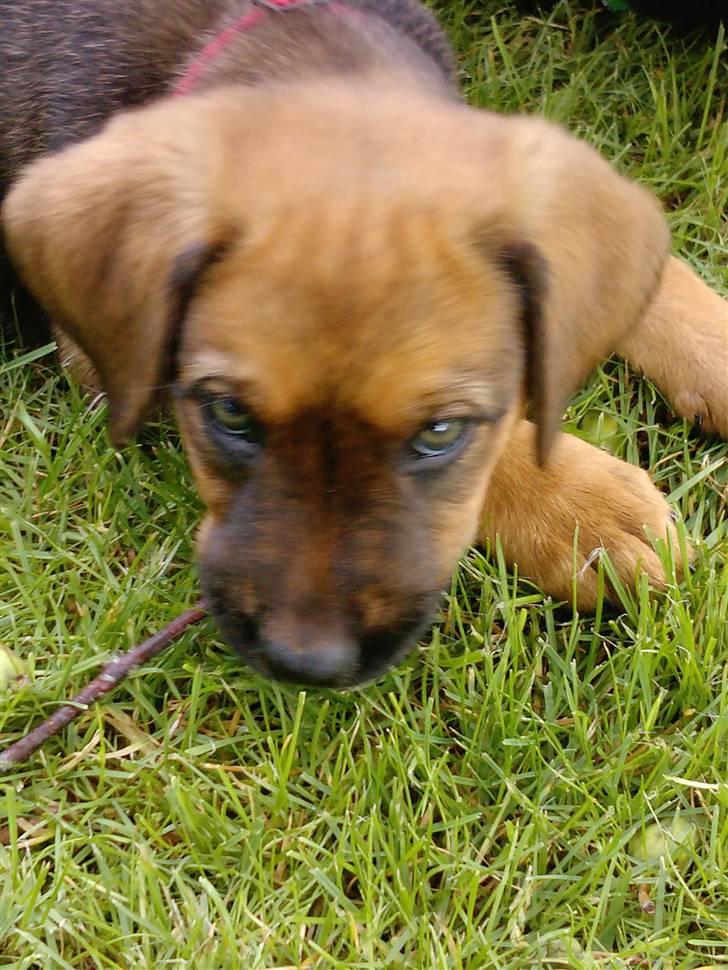 Blanding af racer Nala - Jeg vil gerne lege med dig (hundeøjne) (: <3 billede 1