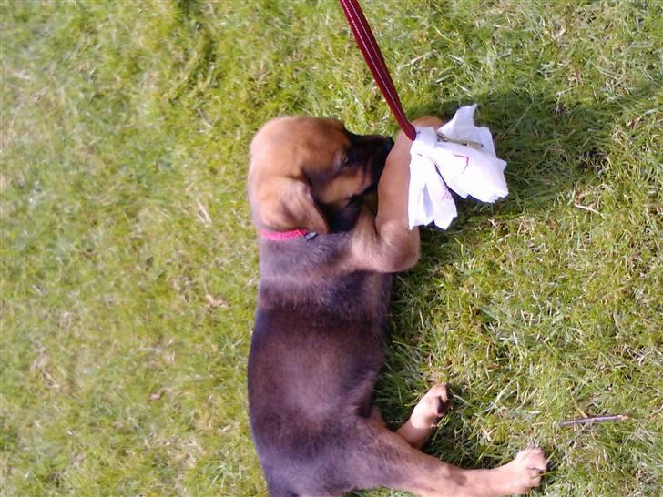 Blanding af racer Nala - Altså den der pose var den til at lege med, eller mine pøller? billede 2