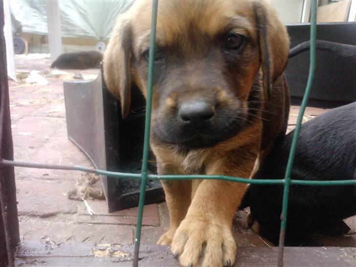 Blanding af racer Nala - Let me out of here o: billede 3