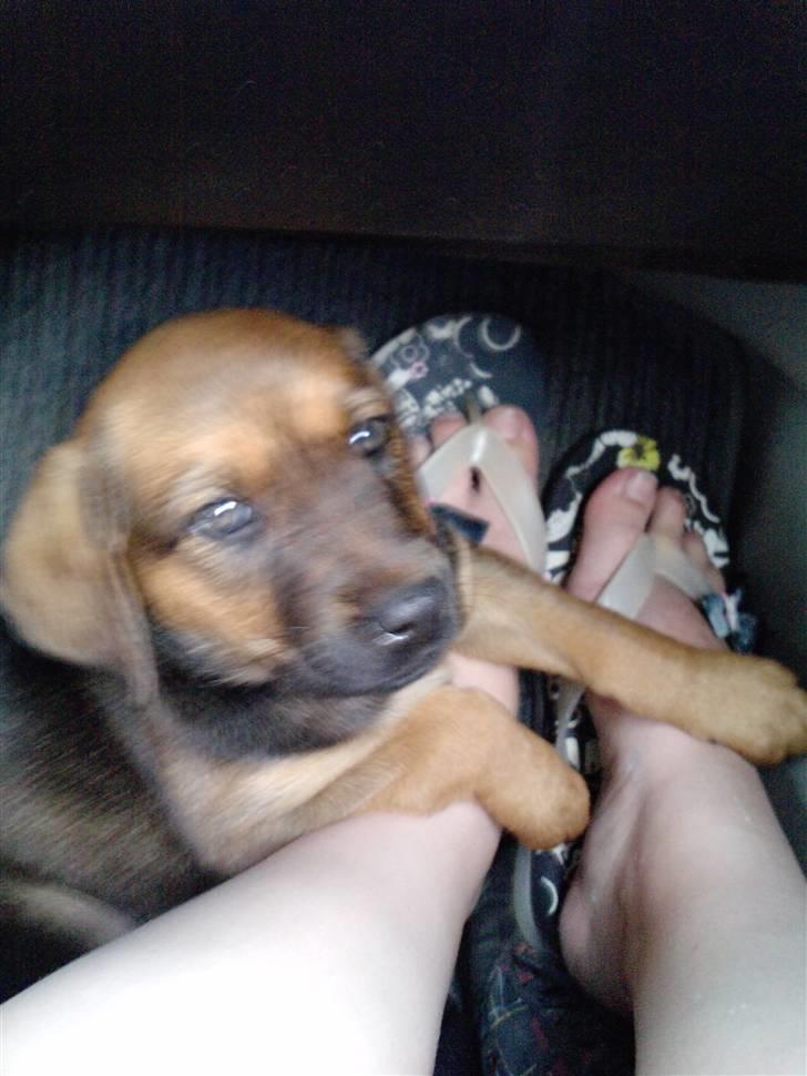 Blanding af racer Nala - Min første køretur, også har hun sure tæer xD billede 4