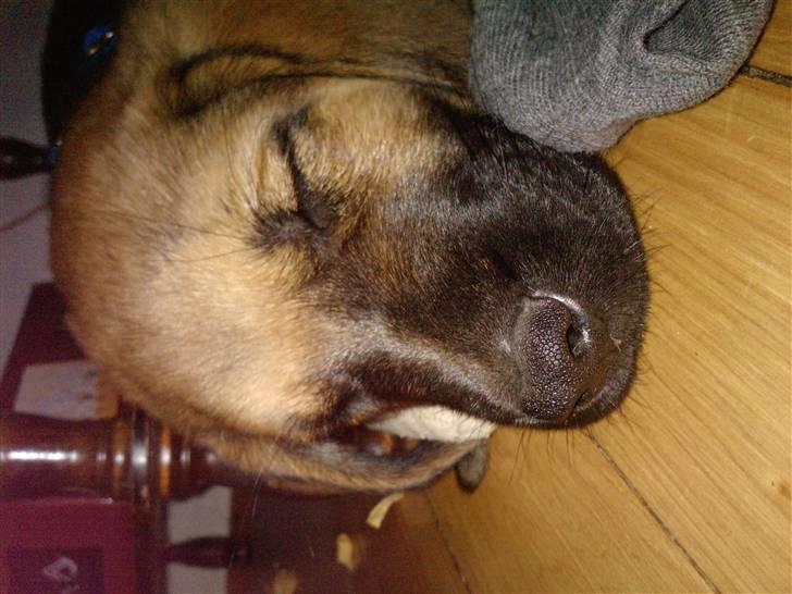 Blanding af racer Nala - dette er min bror king, som sover halvt under sofaen q: billede 5