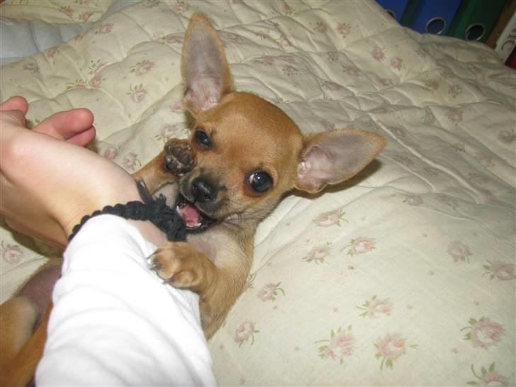 Chihuahua Eddie billede 1