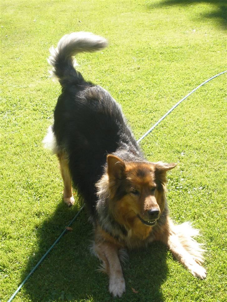 Blanding af racer Amanda - R.I.P :'(  - Fjolle hovede! :-D  billede 17