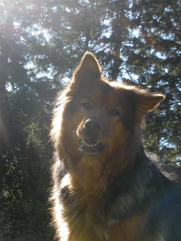 Blanding af racer Amanda - R.I.P :'(  - Fordi jeg elsker dig! Du vil altid huskes verdens bedste ven. billede 18