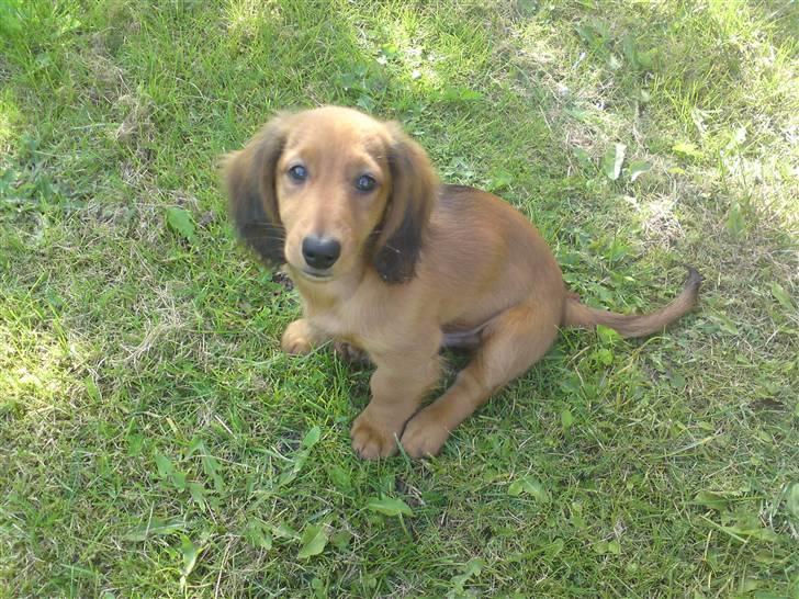 Gravhund Åbjergs Aroija - Simba - Se Mig er jeg ikke dejlig :) billede 1