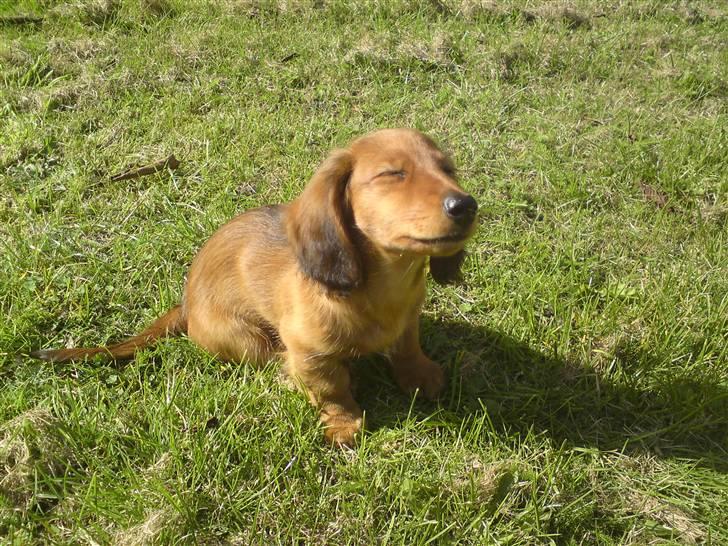 Gravhund Åbjergs Aroija - Simba - Nyder solen på en dejlig september dag :) billede 2