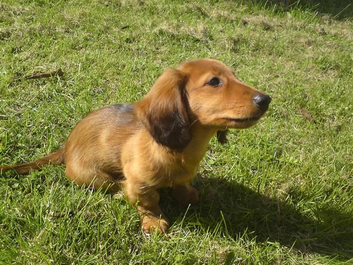 Gravhund Åbjergs Aroija - Simba - Hov !! hvad sker der :O billede 3