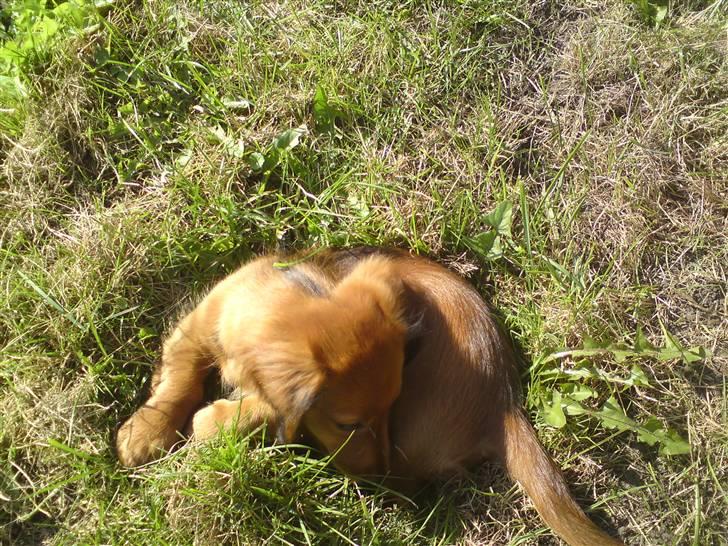 Gravhund Åbjergs Aroija - Simba - Fandt lige et hul min Fætter Pablo lavede i græsset :) billede 4