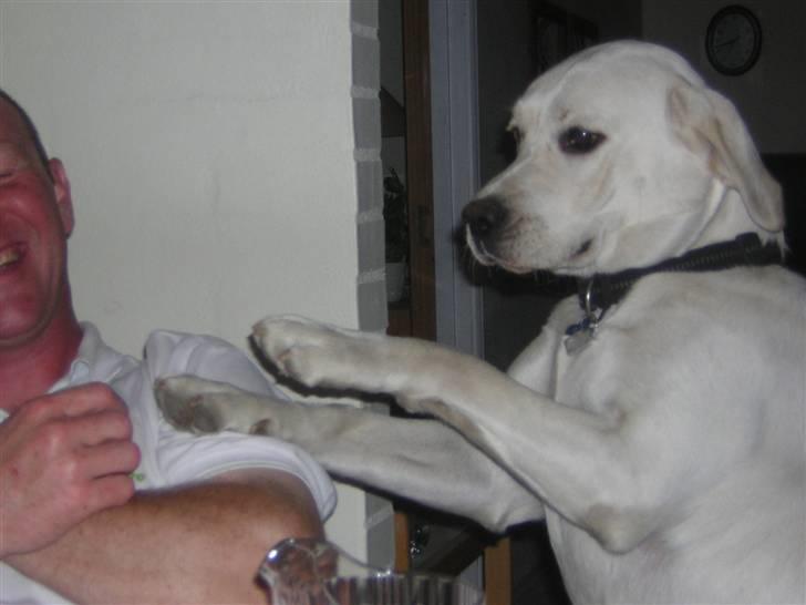 Labrador retriever oskar billede 21