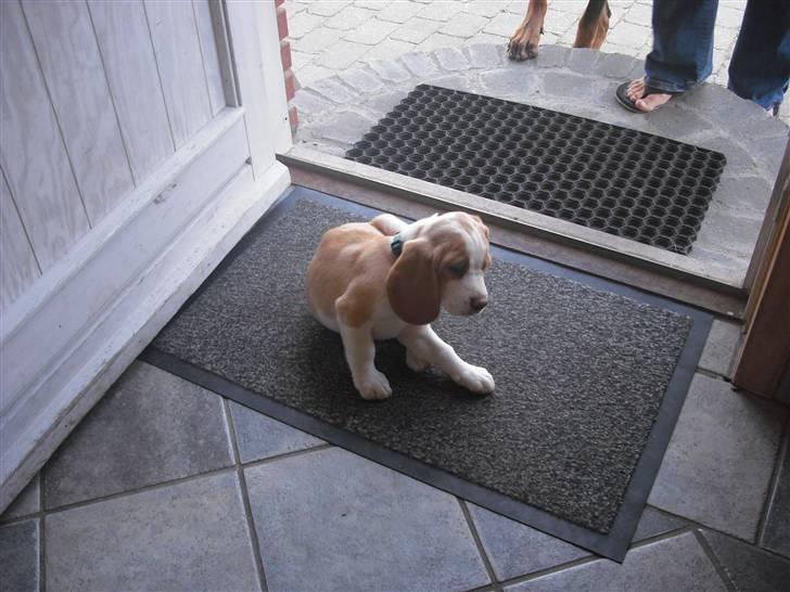 Beagle Lulu billede 1