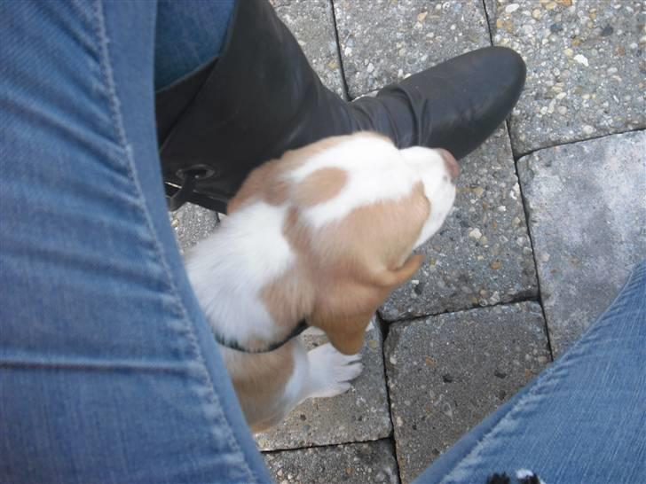 Beagle Lulu billede 2