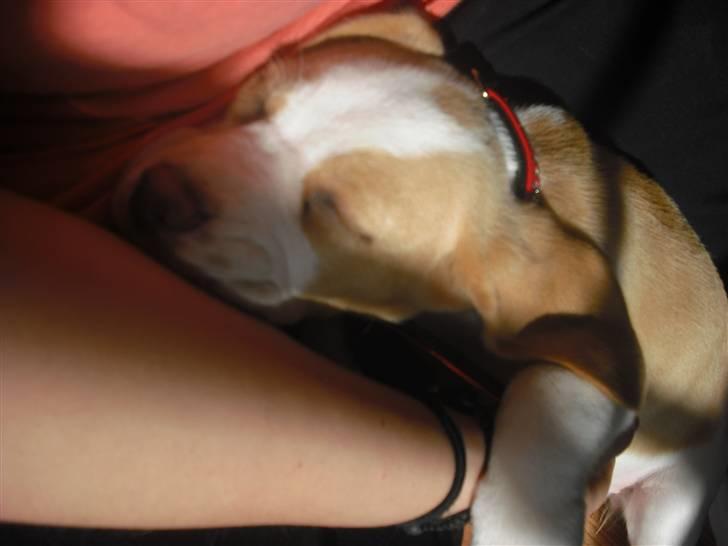 Beagle Lulu billede 3