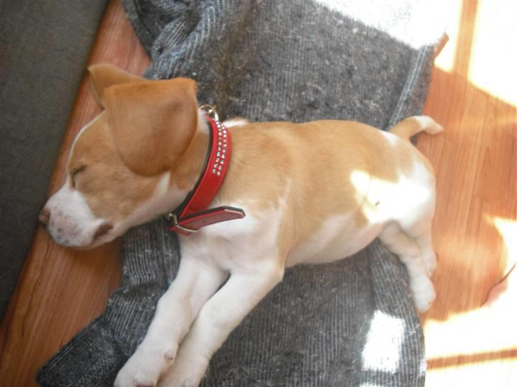 Beagle Lulu billede 4