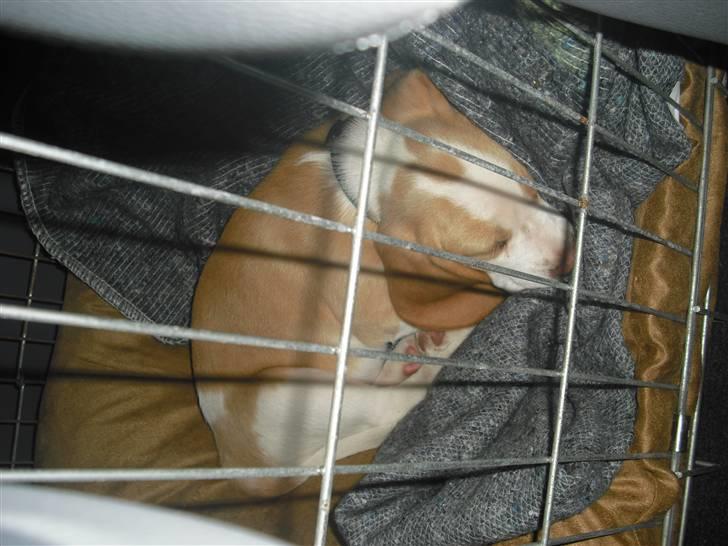 Beagle Lulu billede 5