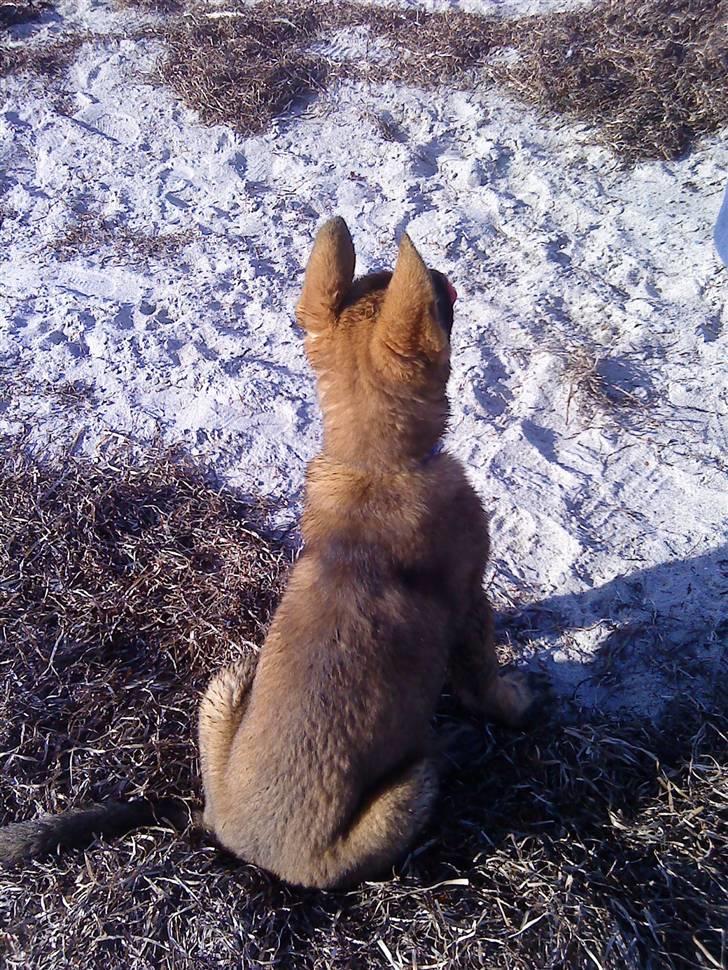 Schæferhund Kenzally´s Alpha (Kenzo) R.I.P   : ( - Kenzo på stranden... : ) billede 15