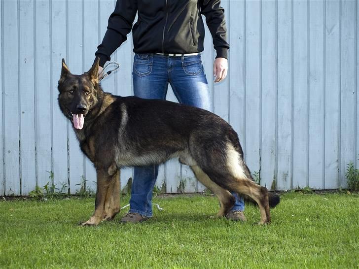 Schæferhund Kenzally´s Alpha (Kenzo) R.I.P   : ( - Kenzo d. 28-08-10 14 md gammel : ) billede 16