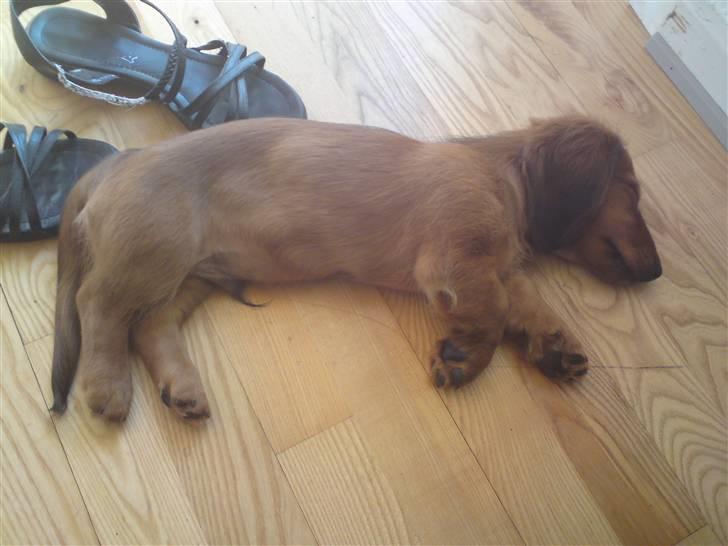 Gravhund Åbjergs Aroija - Simba - Små hundehvalpe som mig skal have masser af søvn så vi kan blive store og stærke :) billede 5