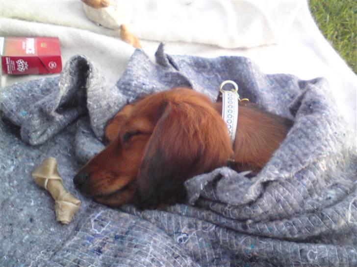 Gravhund Åbjergs Aroija - Simba - Ude og se Far spille fodbold :) men belv lidt træt :P billede 6