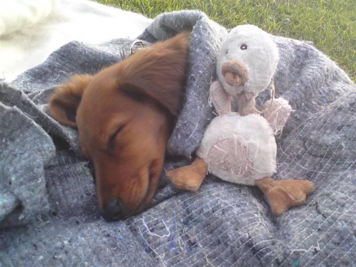 Gravhund Åbjergs Aroija - Simba - Små hunde sover også med bamser ;) billede 7