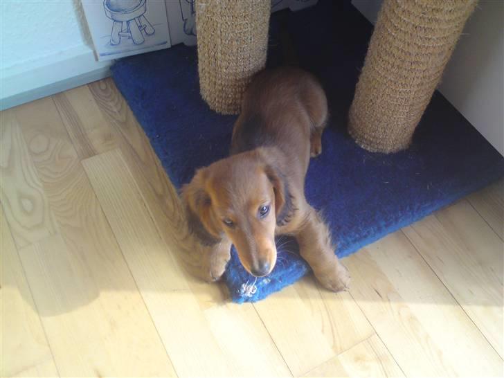 Gravhund Åbjergs Aroija - Simba - Mig ved fætter Sophus´kradsebræt :) billede 8