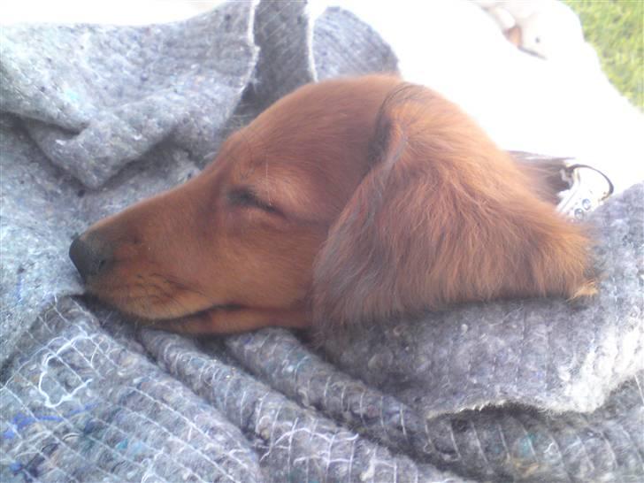 Gravhund Åbjergs Aroija - Simba - Drømmer nok om kødben sådan som jeg smiler :) billede 9