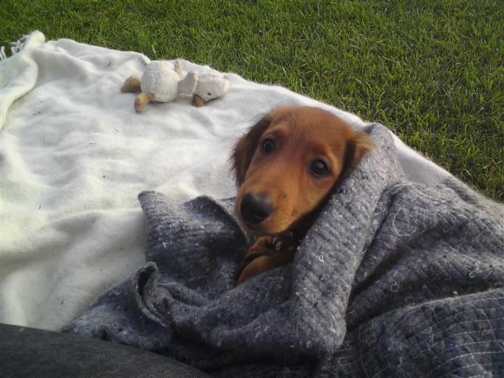 Gravhund Åbjergs Aroija - Simba - ihh Altså !! de tager billeder af mig HELE tiden !! billede 10